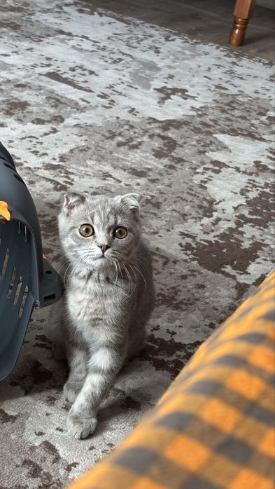 Котенок породистый