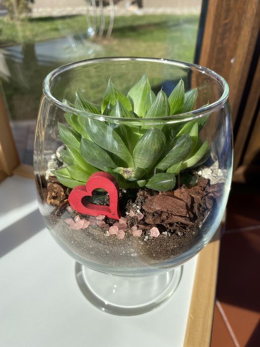 Terarii cu Plante Suculente