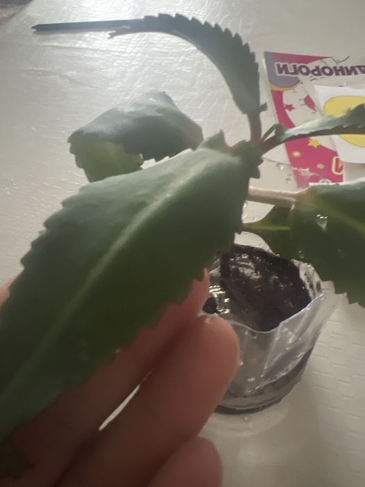 Продам коланхое лечебное