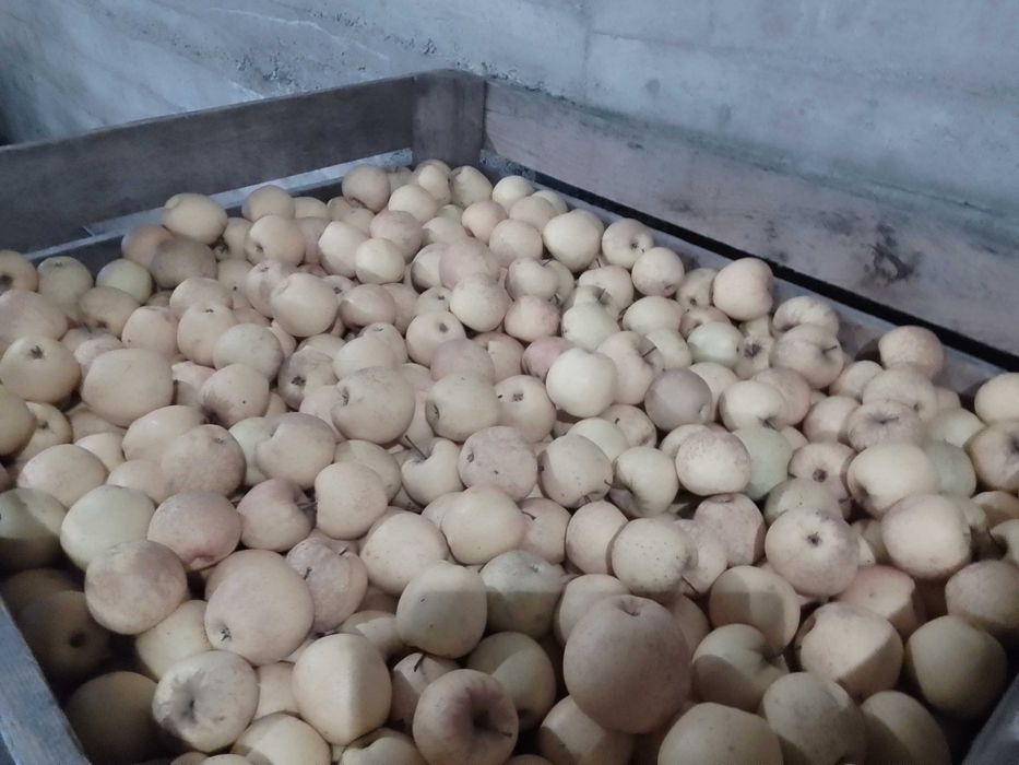 Vane, mere pt industrie (suc, țuică) golden. jonathan !