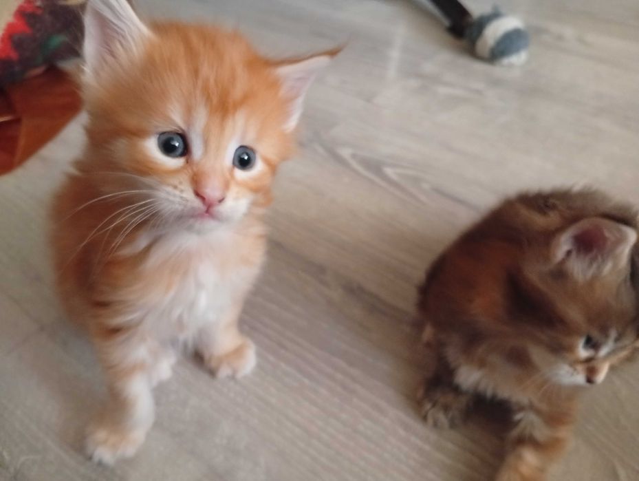 Бронь котят Мейн-кунов.