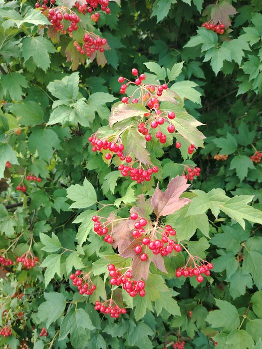 Продам дачу на массиве Солнечная долина