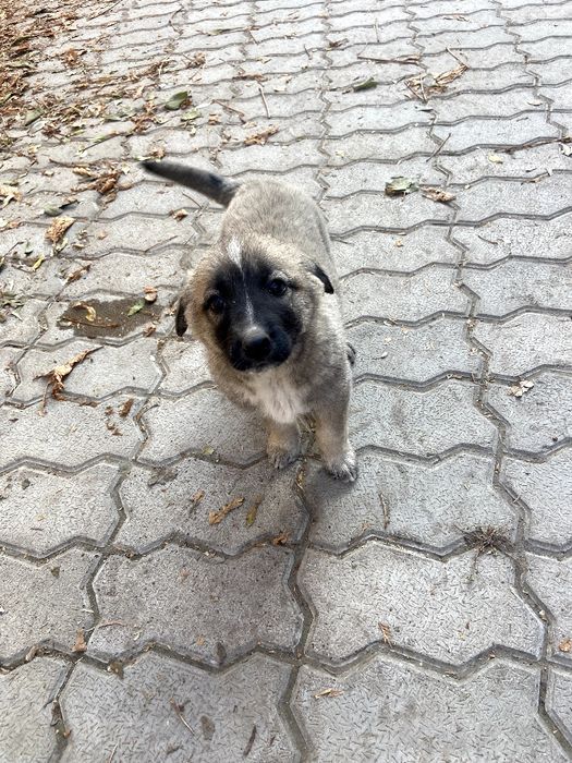 Щенки в хорошие руки