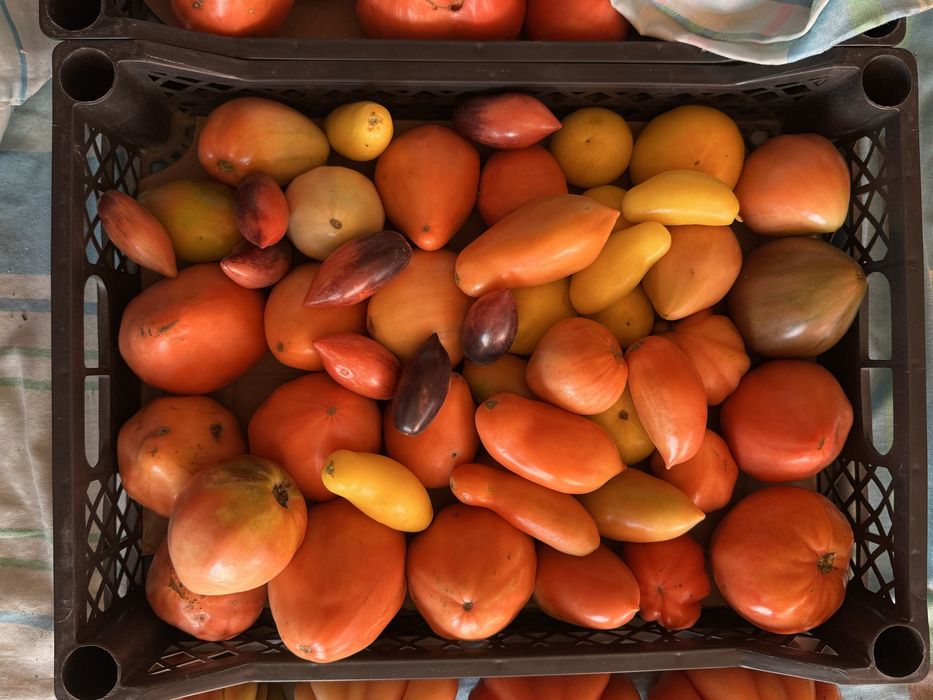 Продам домашние розовые помидоры