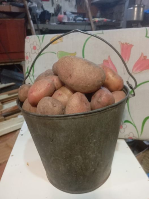 Продам картошку дачную 3500