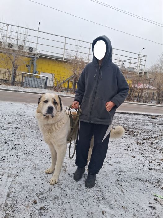 Алабай 5 лет ищет суку для вязки