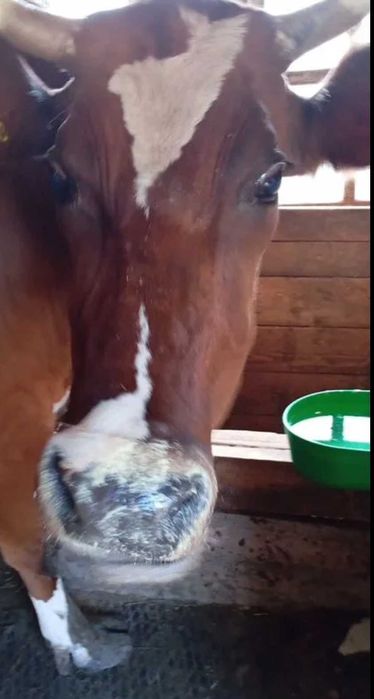 Продам корову племенную