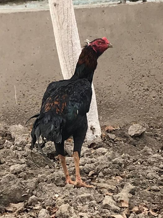 куланги  ийул бошига чиккан