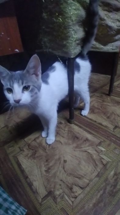 Отдадим котят в хорошие руки.  Котята домашние, в еде не привередливые
