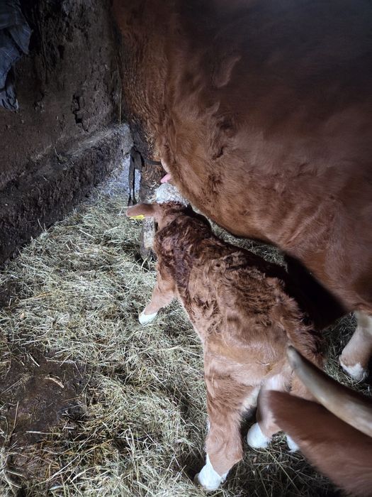 Vând vitea rasa baltată