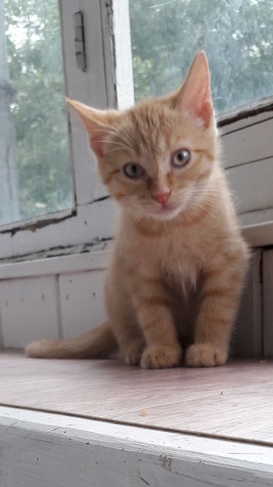 Срочно пристраиваем котенка