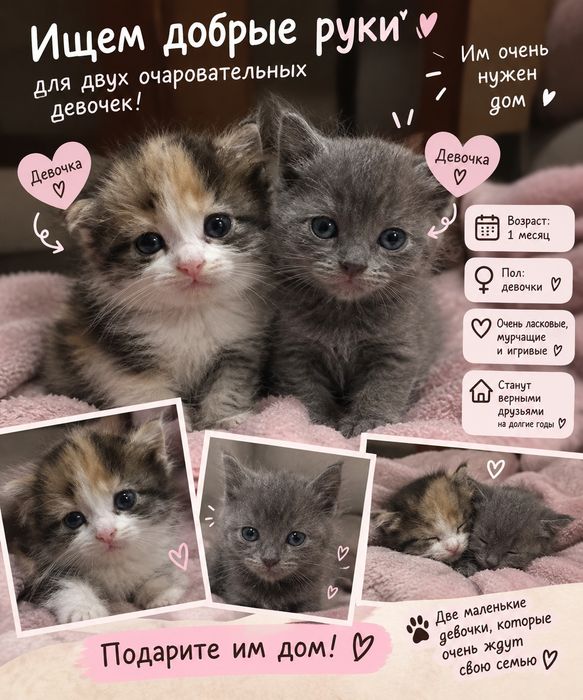 Отдам котят девочек в добрые заботливые руки