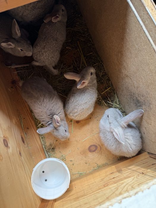 Кролики кролчата