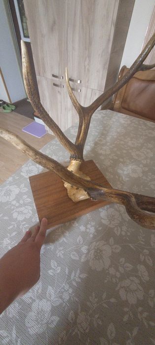 Рога натуральные Елик Себирская косуля