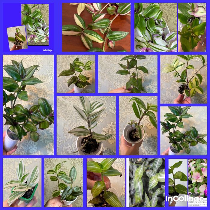 Комнатные растения