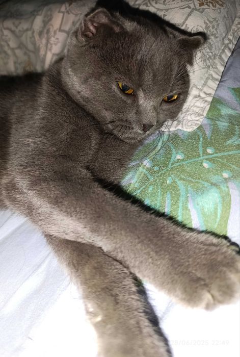 Британский скотиш