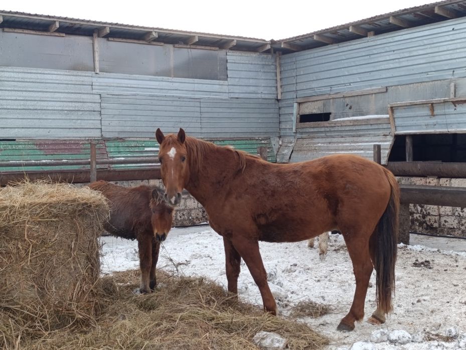 Продам обменяю жеребца