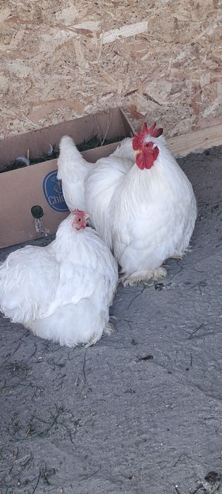 Disponibile oua cochinchina pitic
