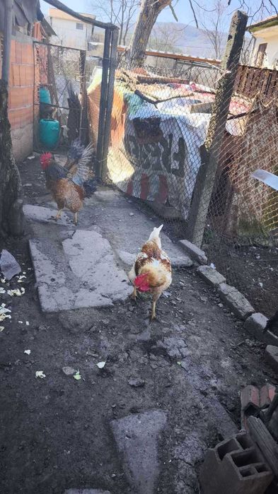 Продавам Красиви Големи Петли