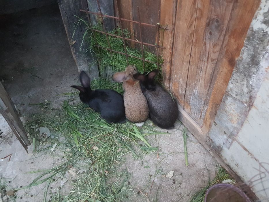 Vand iepuri rasa german