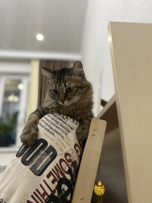 Ищем хозяина для кота