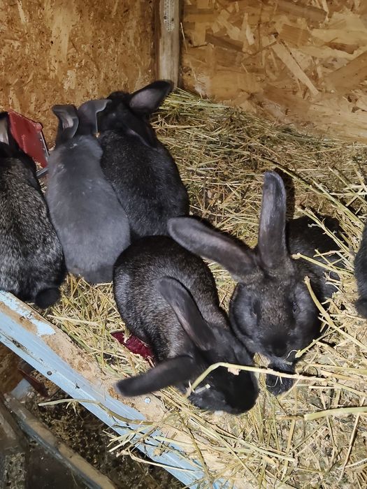 Iepuri uriași german