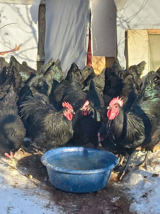 Продам чёрных кур на лечение