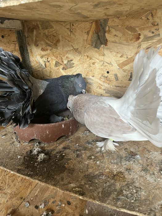 Porumbei de ornament