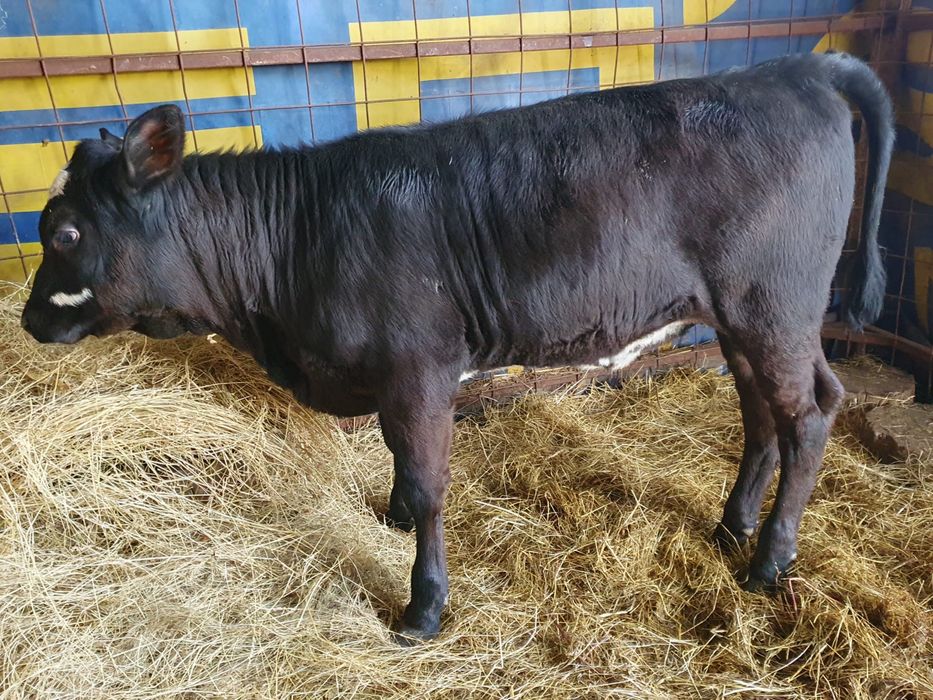 Vitei si vitele  de vanzare