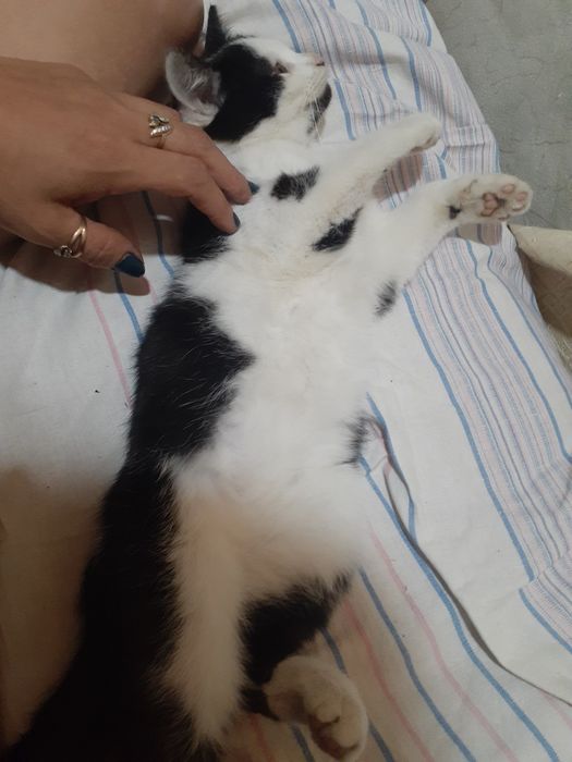 Отдам котенка. Мальчик.5 месяцев