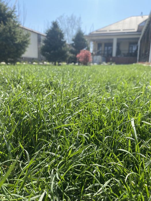 Газон и автопалив