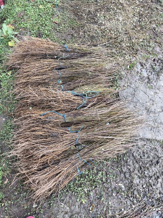 puiet brad,molid,carpen,fag,mesteacăn,tei pawlonia