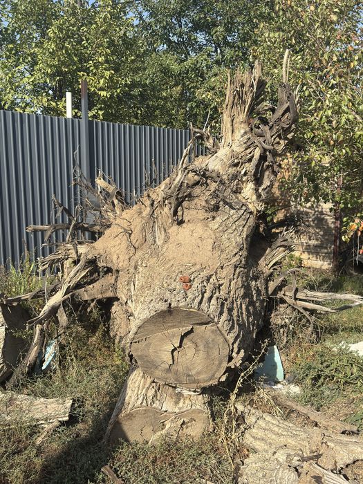 Корень ореха с брёвнами