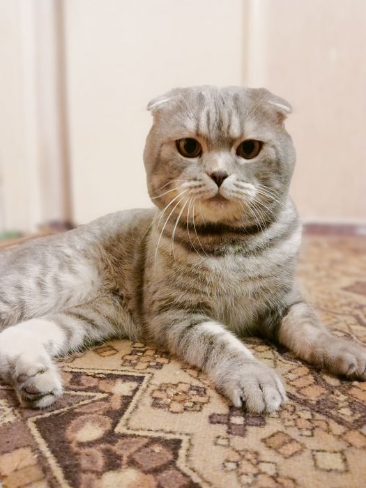 Шотландец вислоухий ищет подружку
