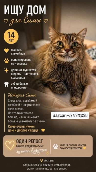 Ласковая стерлизованная кошечка очень ищет дом
