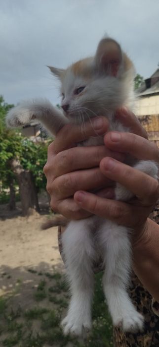 Отдам котят в добрые,любящие руки.