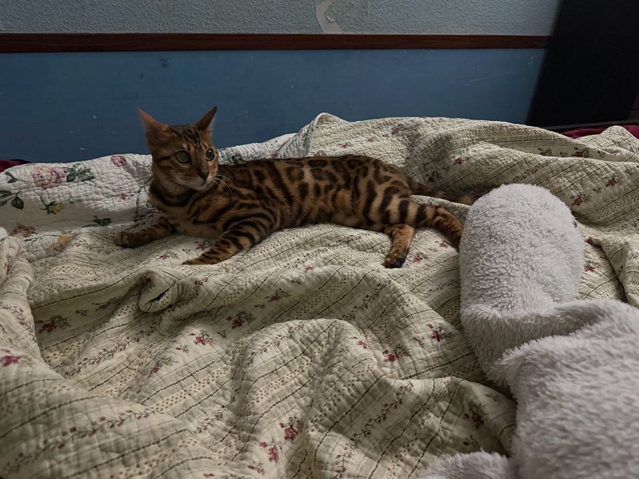 Бенгальский кот чистокровный