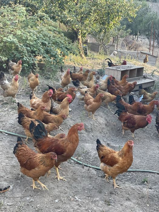 Продам кур кучинских юбилейных