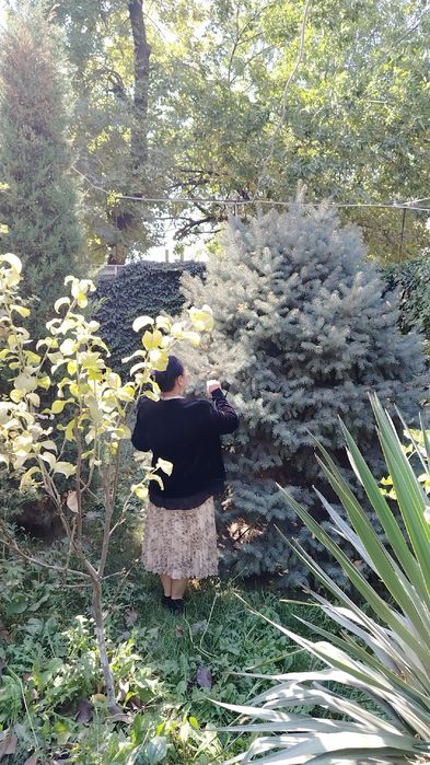 Голубой йел арча сотилади. 2.5   3 метр чикади.