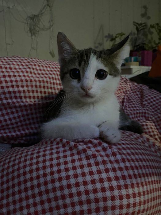 Милый котеночек ищет любящую семью