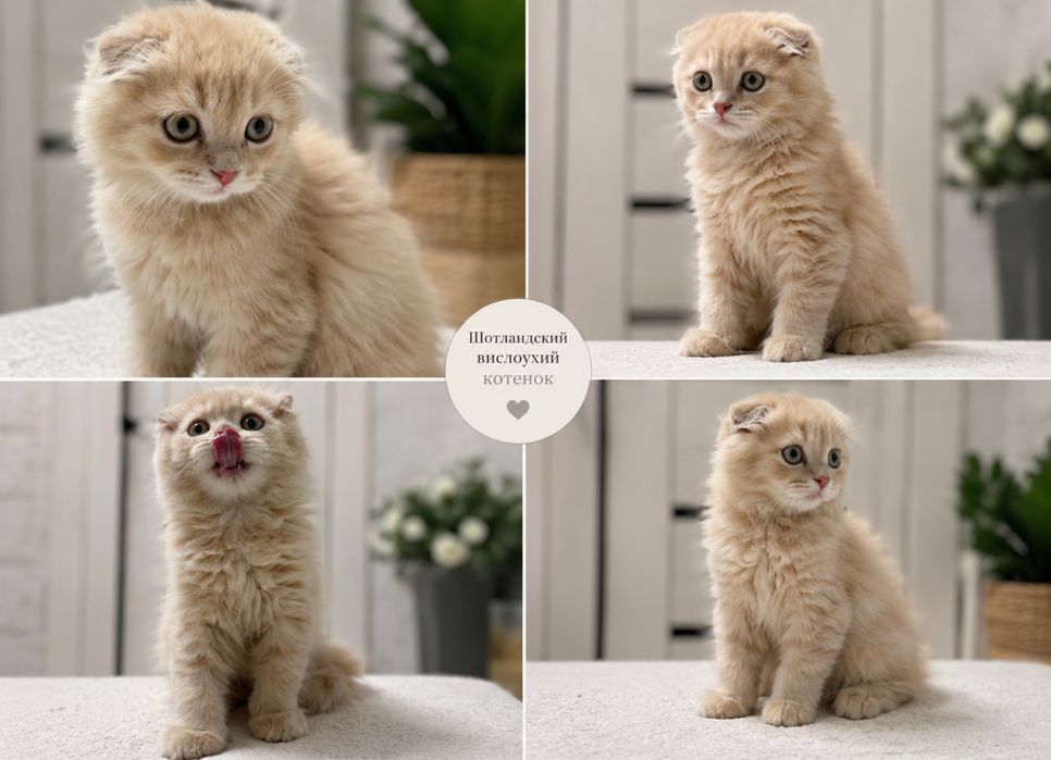 Шотландский вислоухий котёнок