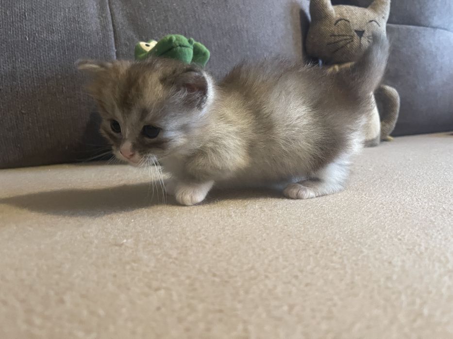 Pui pisica rasa Munchkin cu picioare scurte