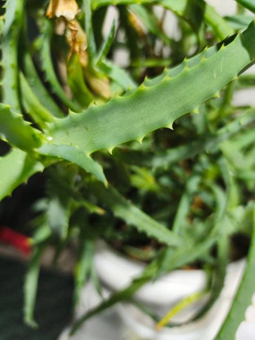 Продам алое 5летний.