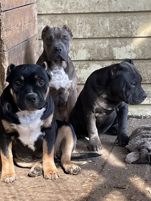 Щенки американский булли