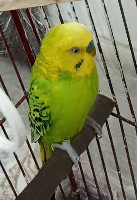 Попугай  корелла волнистый + клетка