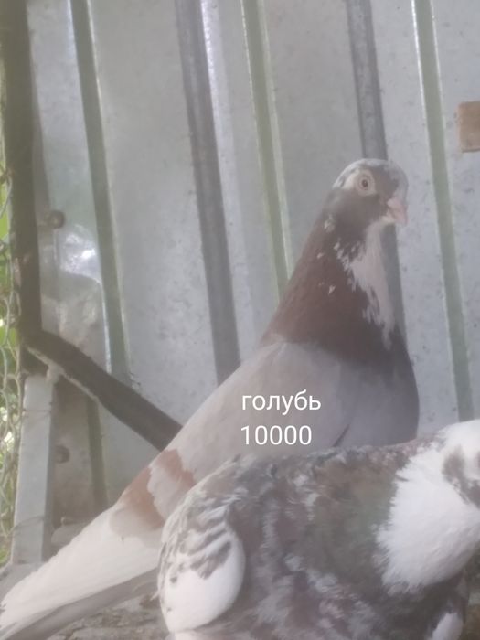 Село Шамалған голуби
