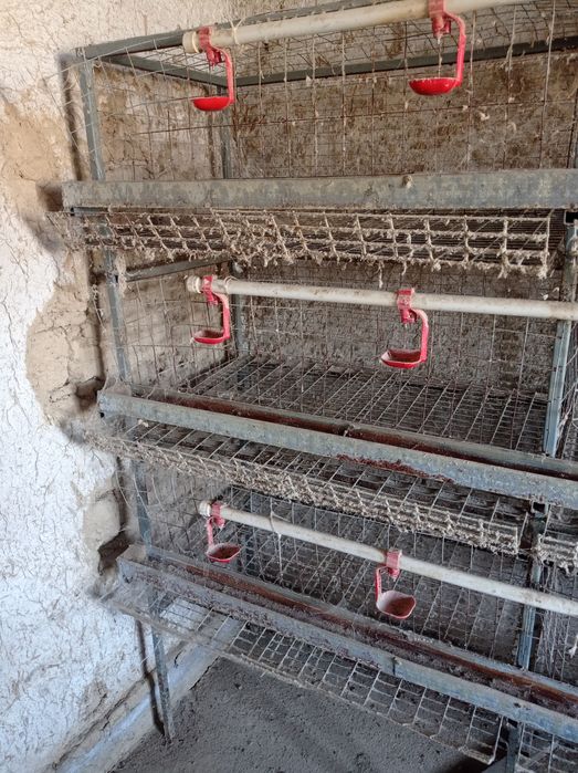 Товук катаклар сотилади