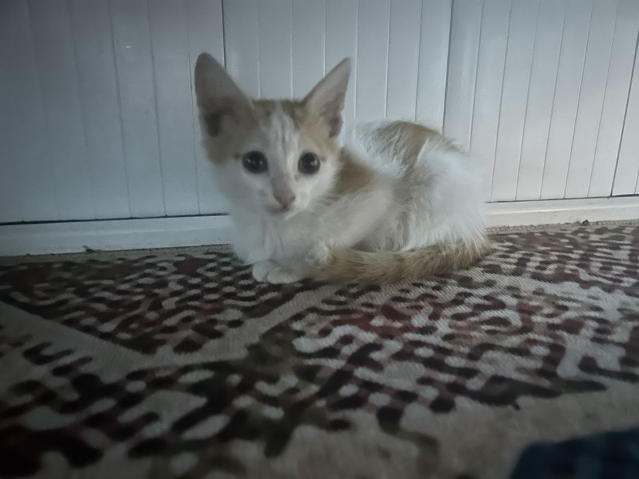 Отдам котенка в добрые руки