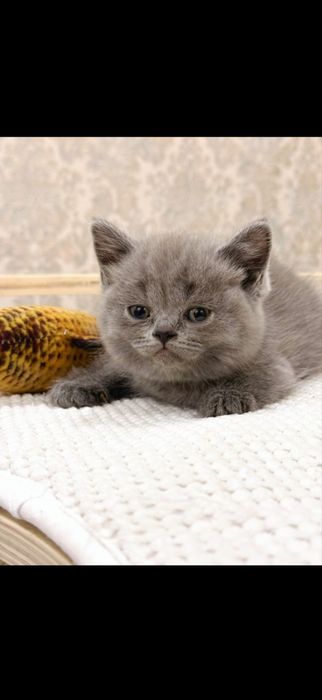 Britanskiy kotyata premium klass