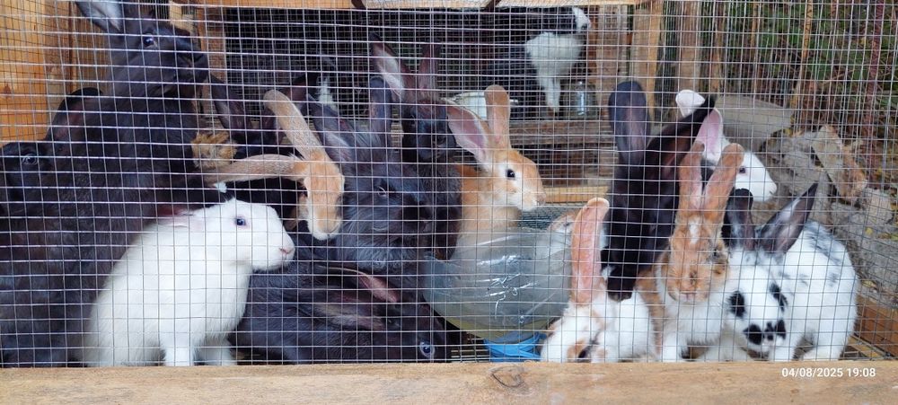 Quyon bolalari sotiladi